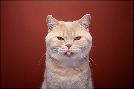 Почему у кошек шершавые языки