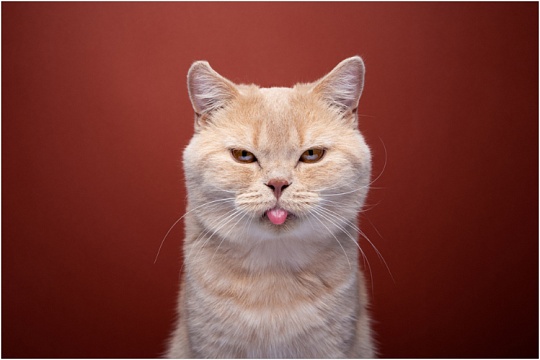 Почему у кошек шершавые языки