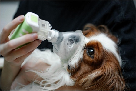 Астма у собак и кошек: причины, симптомы, диагностика и лечение