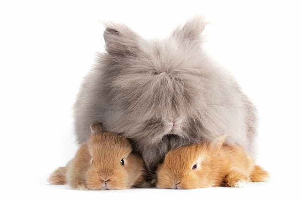 Ангорский кролик