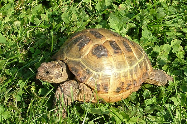 Среднеазиатская черепаха