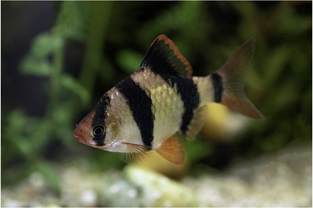 Барбус суматранский: водоплавающий «энерджайзер»