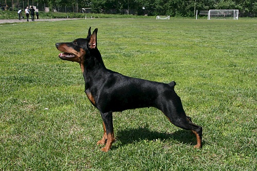 Цвергпинчер