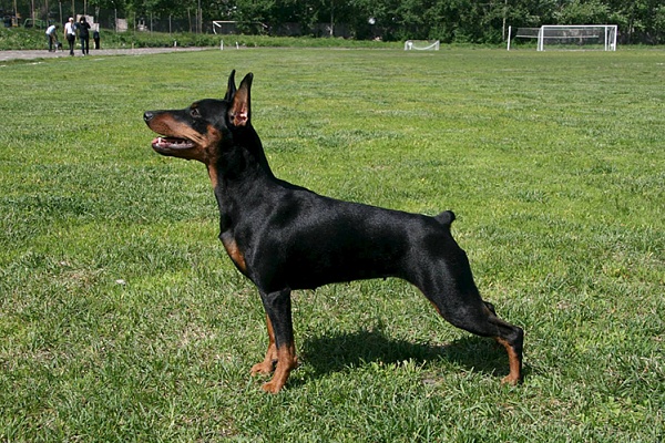 Цвергпинчер