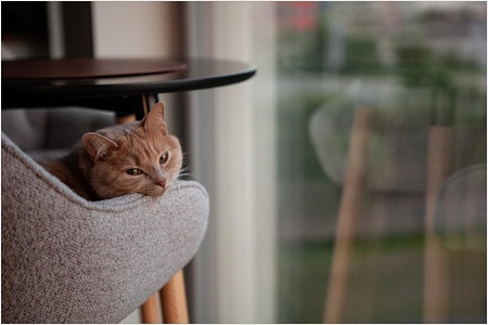 Выше нос: как победить осеннюю хандру у питомца