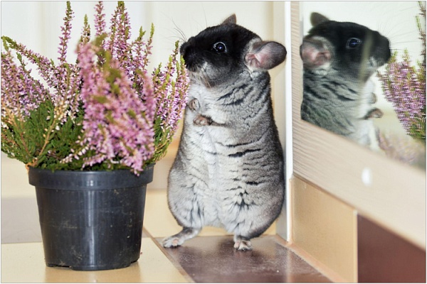 Беременность шиншиллы