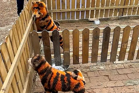 Погладь меня! Гости китайского зоопарка заподозрили неладное у вольера с тиграми