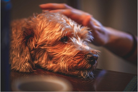 Питомец – это семья: как Италия закрепила это в законе