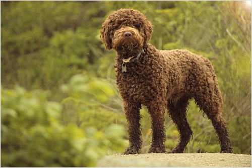 Лаготто-романьоло