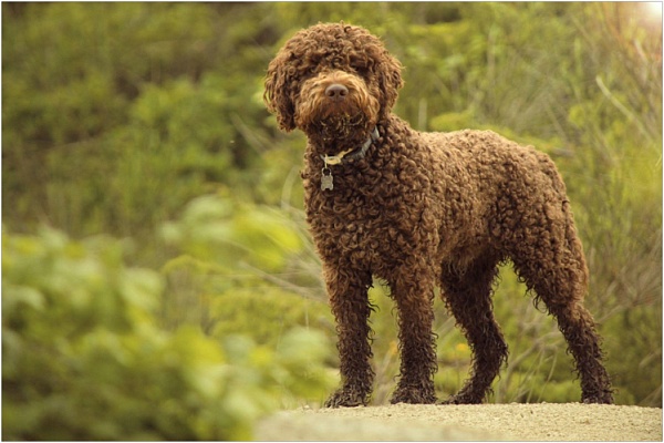 Лаготто-романьоло