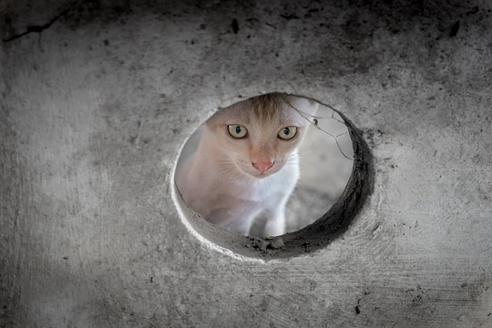 Ученые выяснили, как кошки оценивают размеры отверстий, в которые хотят пролезть Ученые выяснили, как кошки оценивают размеры отверстий, в которые хотят пролезть