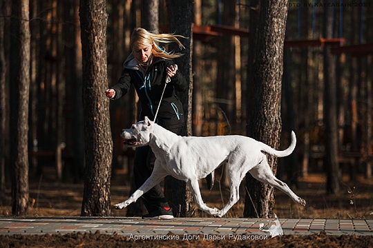 Воспитание аргентинского дога: что учесть Воспитание аргентинского дога: что учесть