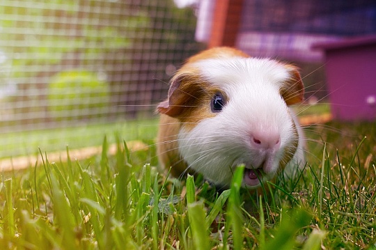 Биодинамик открыл новую способность морских свинок  Биодинамик открыл новую способность морских свинок