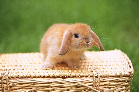 Выкармливание здорового крольчонка