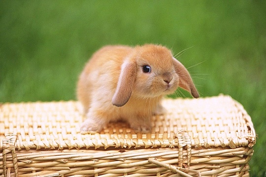 Выкармливание здорового крольчонка Выкармливание здорового крольчонка