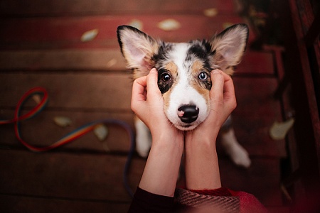 Щенок с 4 до 8 месяцев: какой он и что ему нужно?