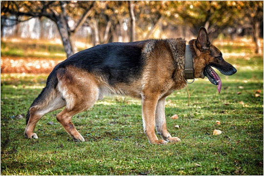 Дисплазия тазобедренного сустава у собак