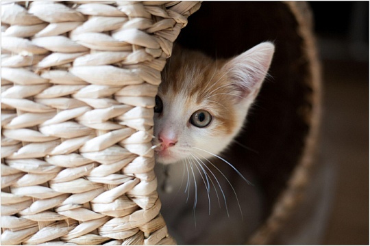 Почему кошка прячется