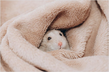 Сон хомяков: нормы и особенности