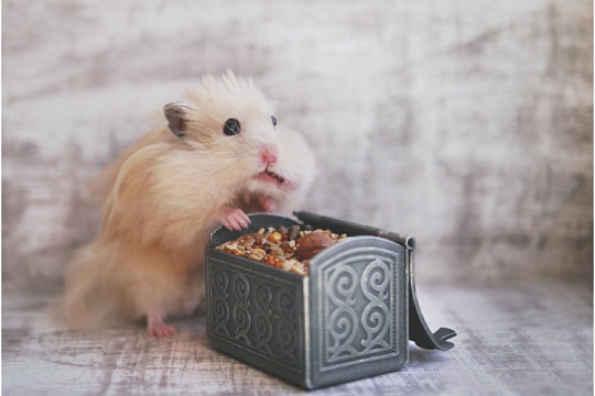 Ожирение у хомяков: что нужно знать владельцу