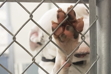 Московские городские приюты пристроили почти 1700 питомцев