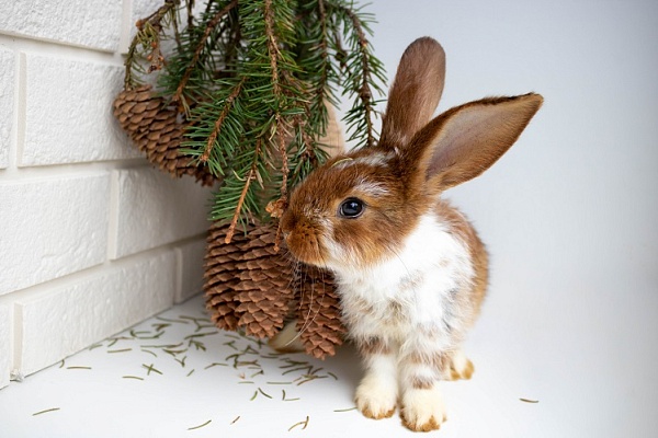 Подарки в год Кролика | hb-crm.ru