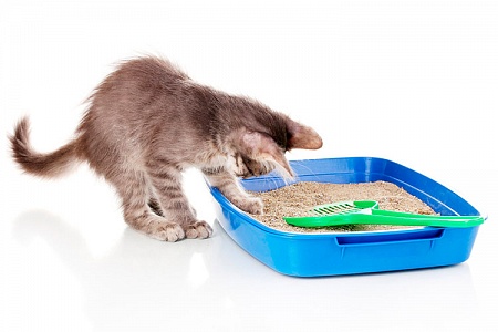 Как приучить котенка к лотку
