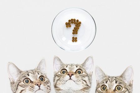 Кошка отказывается от еды: что делать