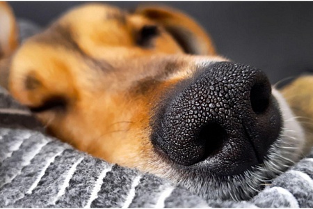 Как почистить нос собаке