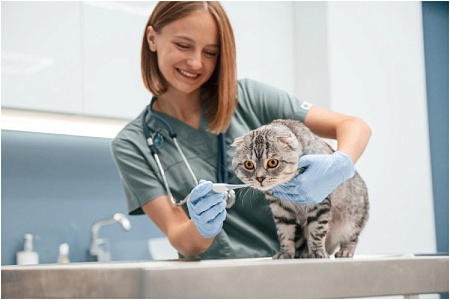 Как измерить температуру кошке