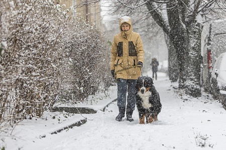 Штрафы за собак на самовыгуле увеличатся