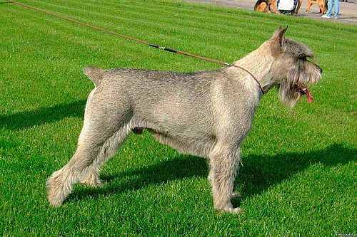 Миттельшнауцер