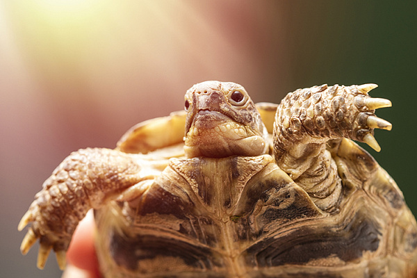 Террариум для сухопутной черепахи — какой должен быть