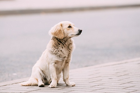 Эксперты предложили первостепенные меры для решения проблемы бездомных животных в России
