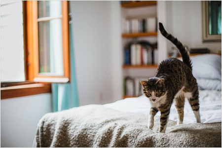 Почему кошка виляет хвостом