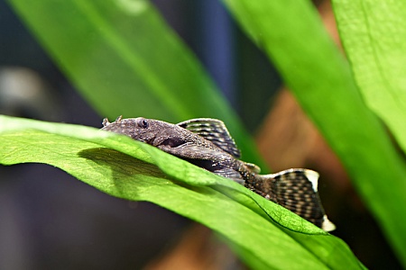 Разновидности сомиков: агамикс, звездчатый анциструс, парчовый птеригоплихт, отоцинклюс и другие
