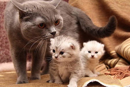 Кормление кормящей кошки