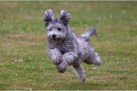 Новые породы собак: топ-10