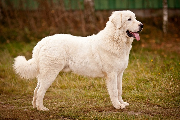 Польская подгалянская овчарка