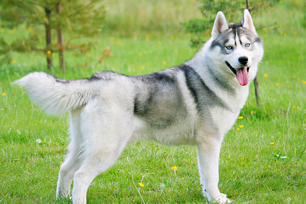 сибирский хаски это северная собака