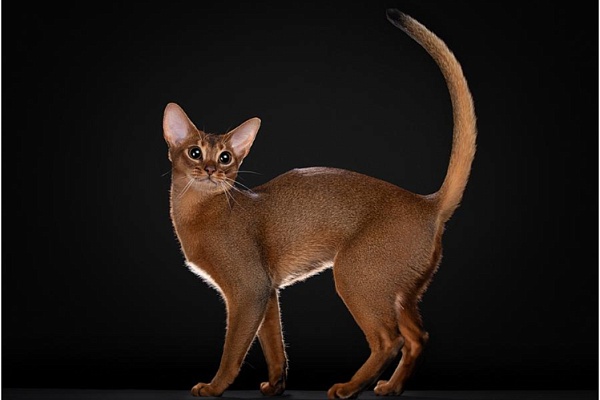 Абиссинская кошка