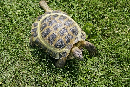 Черепаха сбежала из дома, но смогла вернуться