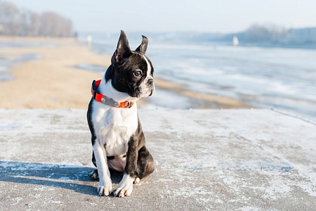 За отсутствие регистрации у собак в Подмосковье будут штрафовать