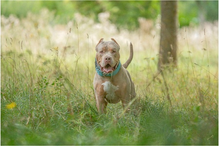 Булли – не убийцы. Как от некачественного разведения страдают и собаки, и люди