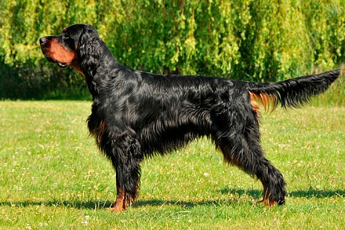 Шотландский сеттер (гордон)