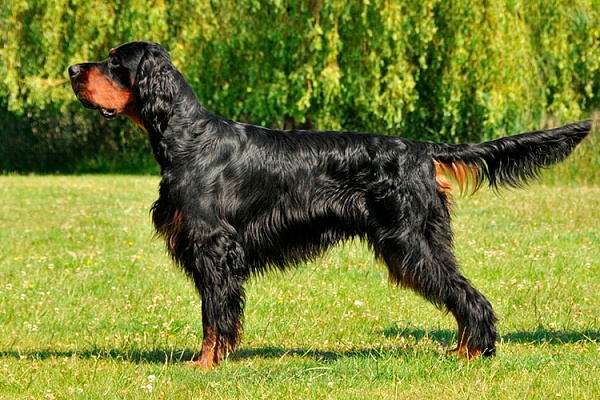 Шотландский сеттер (гордон)