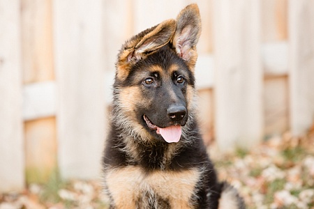 Что нужно знать об ушах немецкой овчарки?