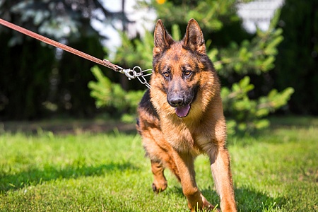 Какой выбрать ошейник для немецкой овчарки?