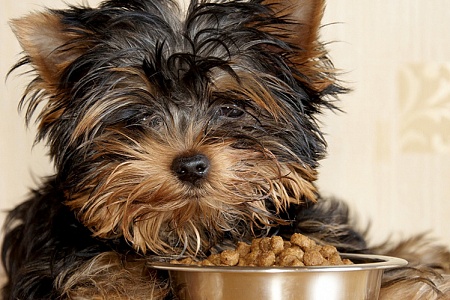 Кормление миниатюрных собак