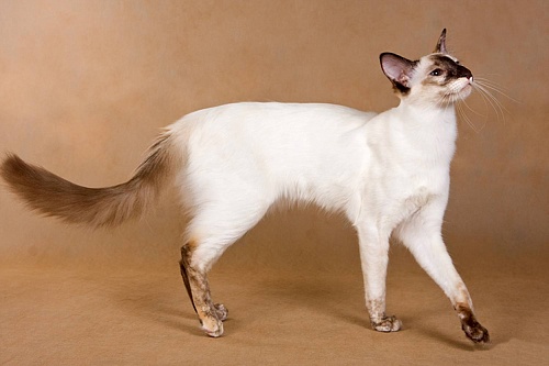Балийская кошка Балийская кошка